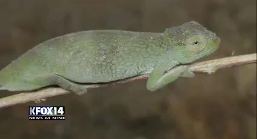 El Paso News - KFOX - New chameleon species - 19 June 2017